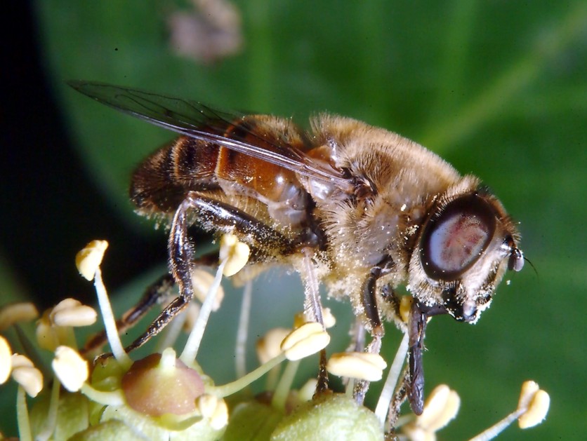 E'' fiorita l''Hedera helix!